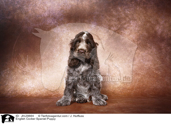 English Cocker Spaniel Welpe / English Cocker Spaniel Puppy / JH-29664