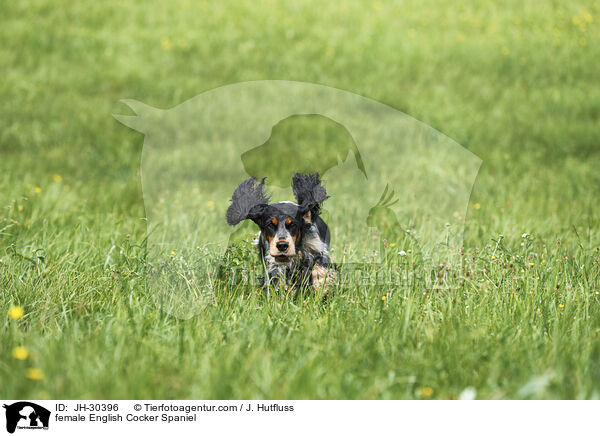 female English Cocker Spaniel / JH-30396