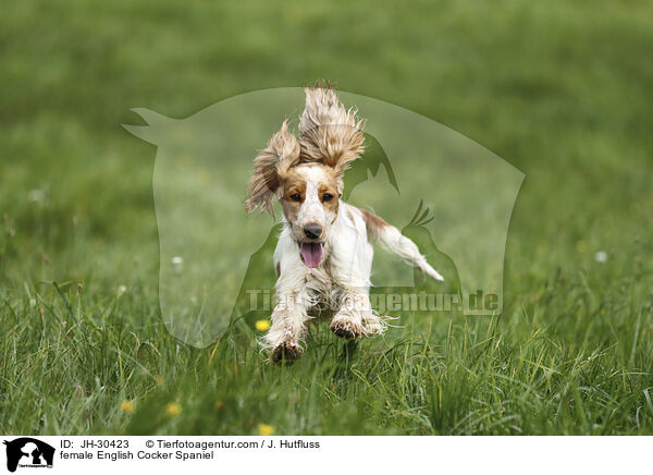 female English Cocker Spaniel / JH-30423