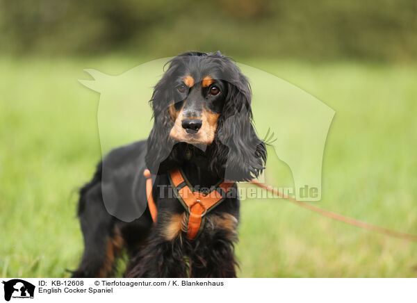 English Cocker Spaniel / English Cocker Spaniel / KB-12608