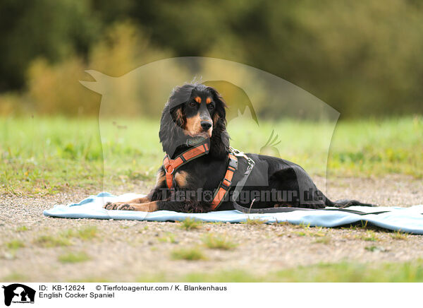 English Cocker Spaniel / English Cocker Spaniel / KB-12624