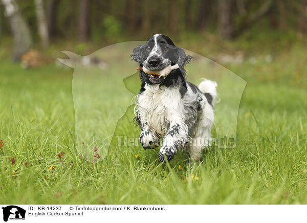 English Cocker Spaniel / English Cocker Spaniel / KB-14237