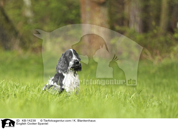 English Cocker Spaniel / English Cocker Spaniel / KB-14238