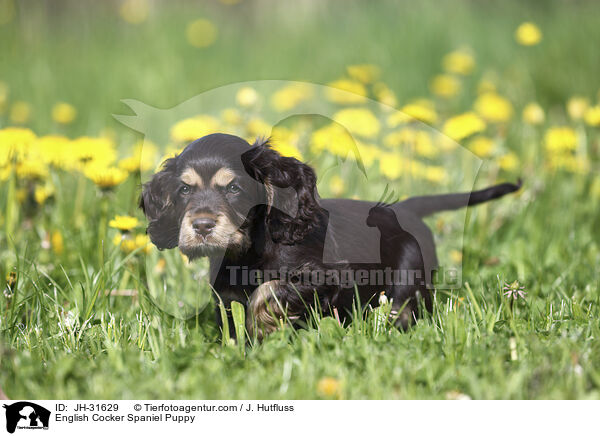 English Cocker Spaniel Welpe / English Cocker Spaniel Puppy / JH-31629