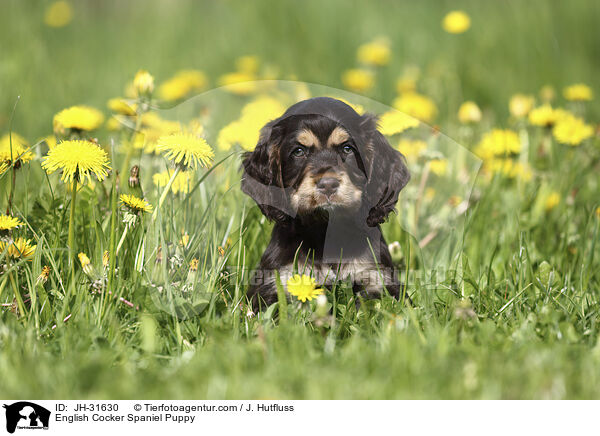 English Cocker Spaniel Welpe / English Cocker Spaniel Puppy / JH-31630