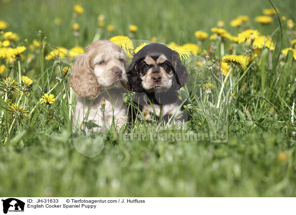 English Cocker Spaniel Welpe / English Cocker Spaniel Puppy / JH-31633