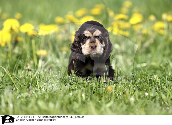 English Cocker Spaniel Welpe / English Cocker Spaniel Puppy / JH-31634