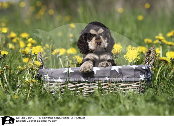 English Cocker Spaniel Welpe / English Cocker Spaniel Puppy / JH-31640