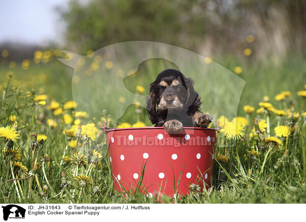 English Cocker Spaniel Welpe / English Cocker Spaniel Puppy / JH-31643