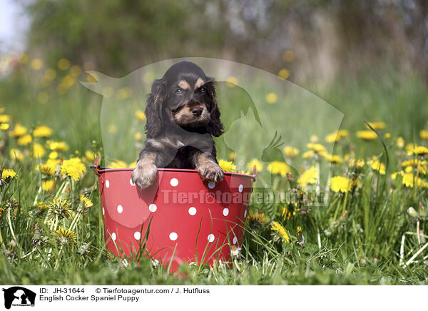 English Cocker Spaniel Welpe / English Cocker Spaniel Puppy / JH-31644