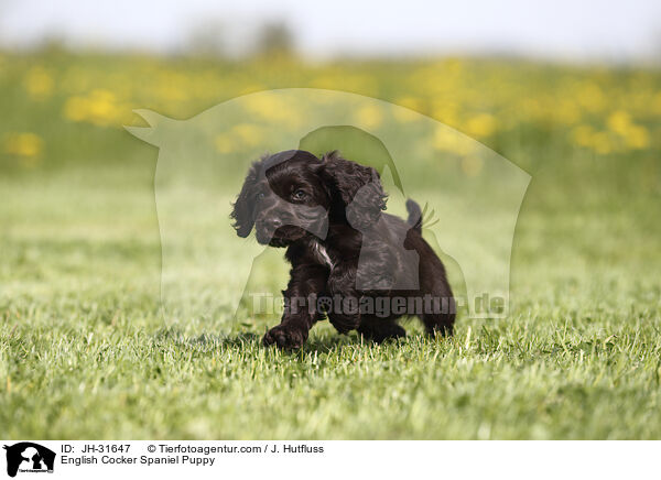 English Cocker Spaniel Welpe / English Cocker Spaniel Puppy / JH-31647