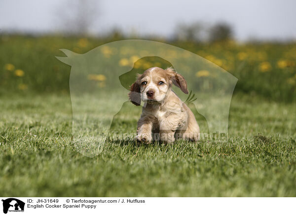 English Cocker Spaniel Welpe / English Cocker Spaniel Puppy / JH-31649