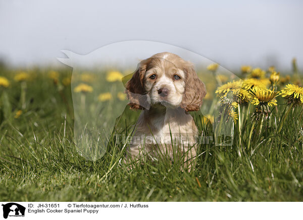 English Cocker Spaniel Welpe / English Cocker Spaniel Puppy / JH-31651