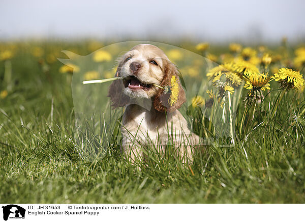 English Cocker Spaniel Welpe / English Cocker Spaniel Puppy / JH-31653