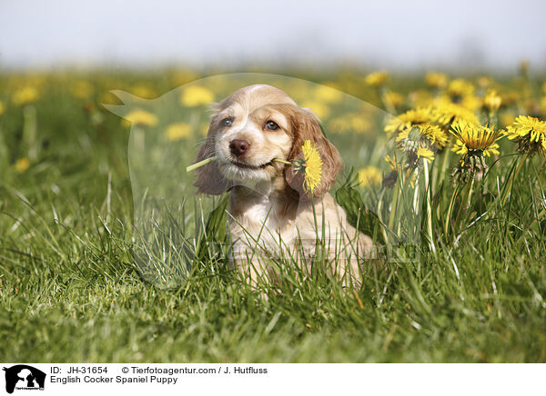 English Cocker Spaniel Welpe / English Cocker Spaniel Puppy / JH-31654