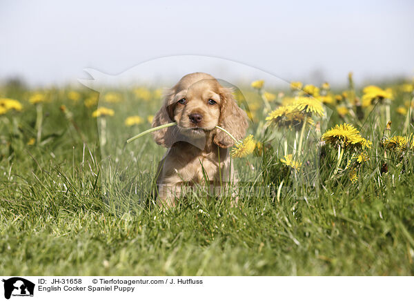 English Cocker Spaniel Welpe / English Cocker Spaniel Puppy / JH-31658