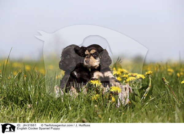 English Cocker Spaniel Welpe / English Cocker Spaniel Puppy / JH-31661