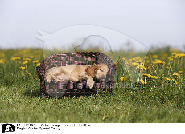 English Cocker Spaniel Welpe / English Cocker Spaniel Puppy / JH-31678