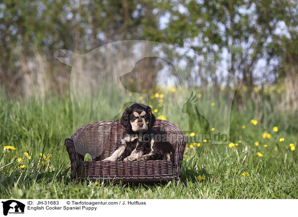 English Cocker Spaniel Welpe / English Cocker Spaniel Puppy / JH-31683