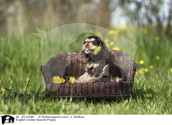 English Cocker Spaniel Welpe / English Cocker Spaniel Puppy / JH-31686