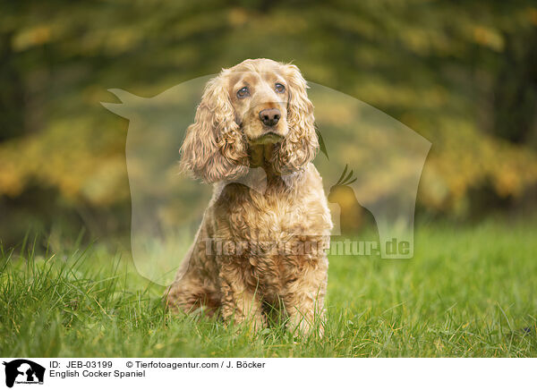 English Cocker Spaniel / English Cocker Spaniel / JEB-03199