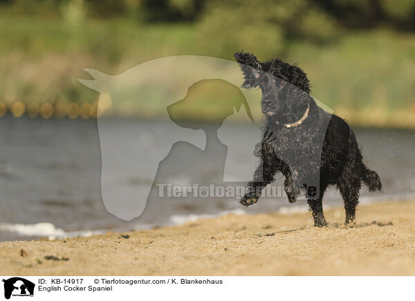 English Cocker Spaniel / English Cocker Spaniel / KB-14917