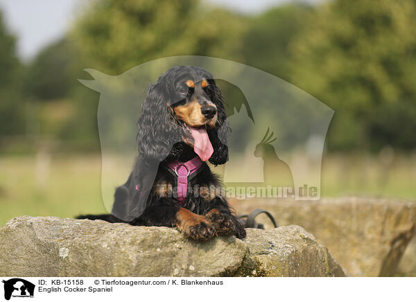 English Cocker Spaniel / KB-15158