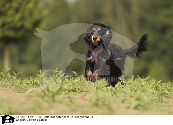 English Cocker Spaniel / English Cocker Spaniel / KB-15161