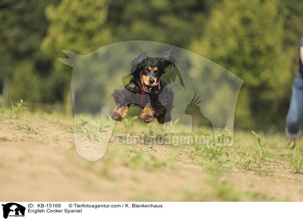 English Cocker Spaniel / English Cocker Spaniel / KB-15168