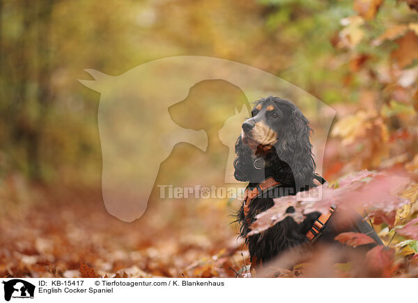 English Cocker Spaniel / English Cocker Spaniel / KB-15417