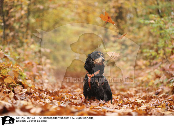 English Cocker Spaniel / English Cocker Spaniel / KB-15422