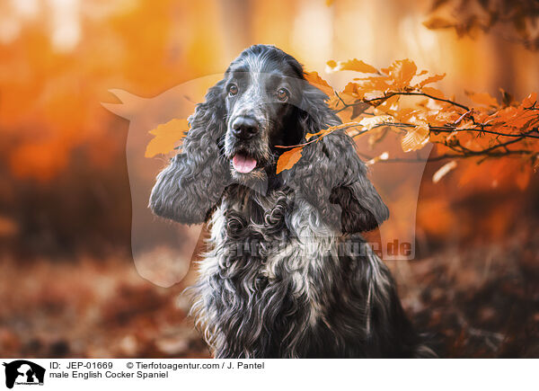 English Cocker Spaniel Rde / male English Cocker Spaniel / JEP-01669