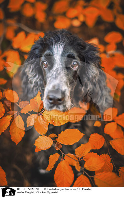 English Cocker Spaniel Rde / male English Cocker Spaniel / JEP-01670