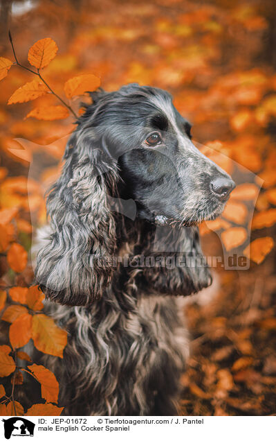 English Cocker Spaniel Rde / male English Cocker Spaniel / JEP-01672