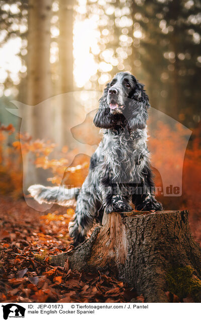 English Cocker Spaniel Rde / male English Cocker Spaniel / JEP-01673