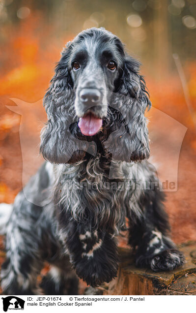 English Cocker Spaniel Rde / male English Cocker Spaniel / JEP-01674