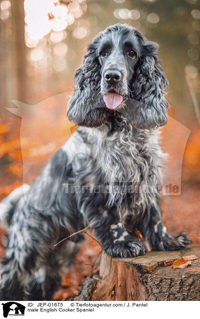 English Cocker Spaniel Rde / male English Cocker Spaniel / JEP-01675