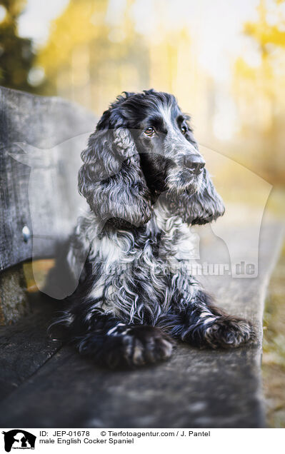 English Cocker Spaniel Rde / male English Cocker Spaniel / JEP-01678