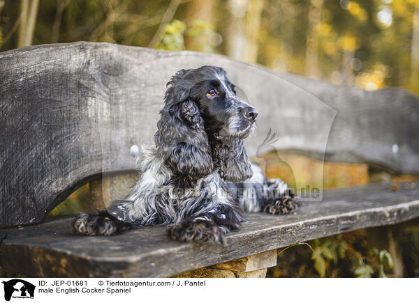 English Cocker Spaniel Rde / male English Cocker Spaniel / JEP-01681