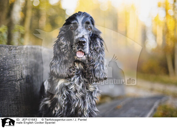 English Cocker Spaniel Rde / male English Cocker Spaniel / JEP-01683