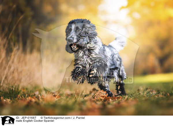 English Cocker Spaniel Rde / male English Cocker Spaniel / JEP-01687