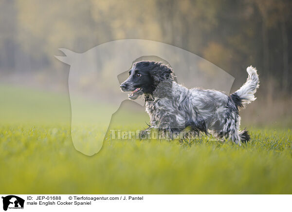 English Cocker Spaniel Rde / male English Cocker Spaniel / JEP-01688