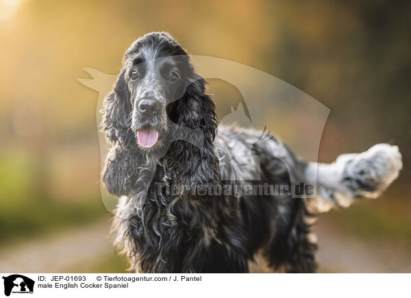 English Cocker Spaniel Rde / male English Cocker Spaniel / JEP-01693