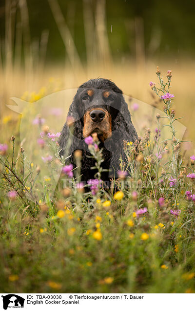 English Cocker Spaniel / English Cocker Spaniel / TBA-03038