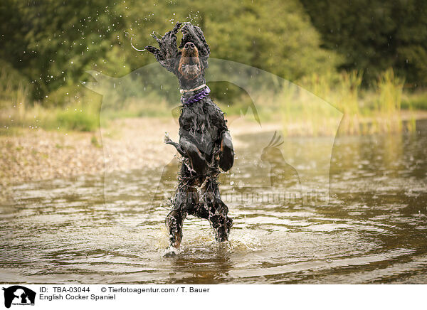 English Cocker Spaniel / English Cocker Spaniel / TBA-03044