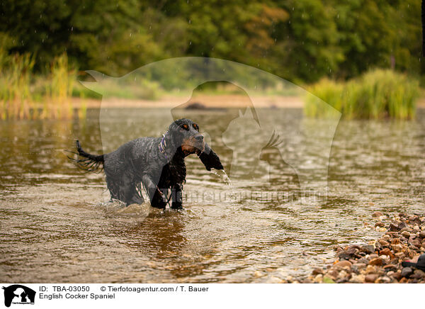 English Cocker Spaniel / English Cocker Spaniel / TBA-03050