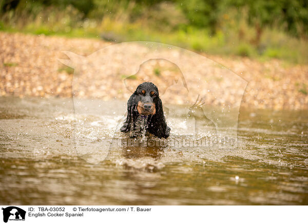 English Cocker Spaniel / English Cocker Spaniel / TBA-03052