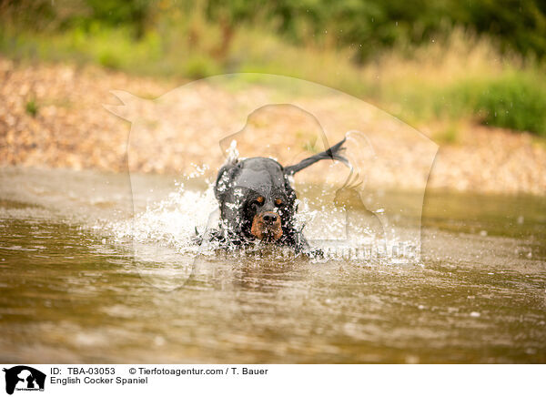 English Cocker Spaniel / English Cocker Spaniel / TBA-03053