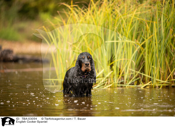 English Cocker Spaniel / English Cocker Spaniel / TBA-03054