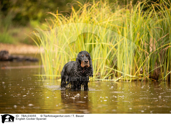 English Cocker Spaniel / English Cocker Spaniel / TBA-03055